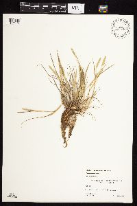 Alopecurus carolinianus image