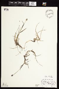 Alopecurus magellanicus image