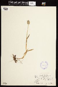 Alopecurus magellanicus image