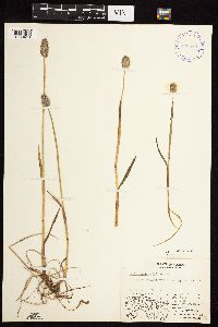 Alopecurus magellanicus image