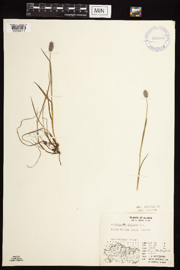 Alopecurus magellanicus image