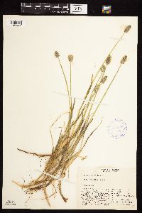 Alopecurus magellanicus image