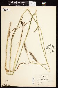 Alopecurus pratensis image