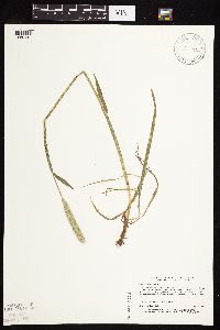 Alopecurus pratensis image