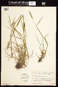 Alopecurus pratensis image