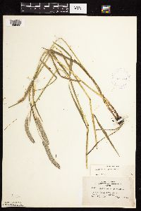 Alopecurus pratensis image