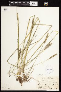 Media resource of Alopecurus pratensis