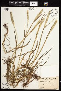 Alopecurus pratensis image