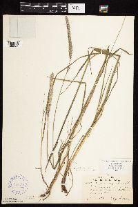 Alopecurus pratensis image