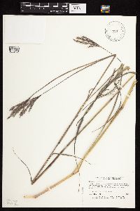 Andropogon gerardii image