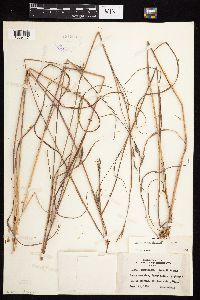 Andropogon gerardii image