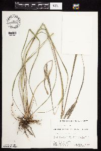 Andropogon gerardii image