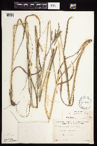 Andropogon gerardii image