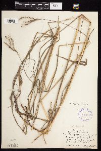 Andropogon gerardii image