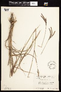 Andropogon gerardii image