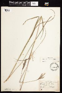 Andropogon gerardii image