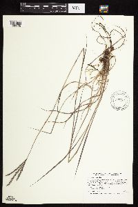 Andropogon gerardii image