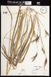 Andropogon gerardii image