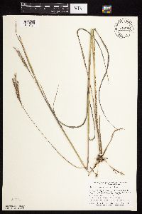 Andropogon gerardii image