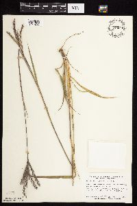 Andropogon gerardii image