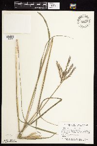 Andropogon gerardii image