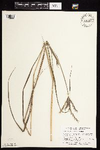 Andropogon gerardii image