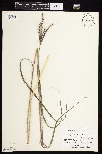 Andropogon gerardii image