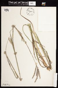 Andropogon gerardii image