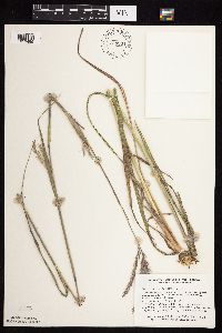 Andropogon gerardii image