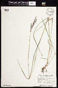 Andropogon gerardii image