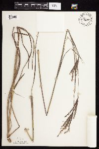 Andropogon gerardii image