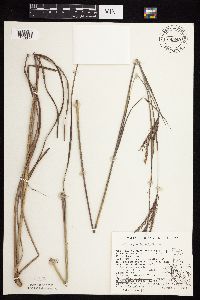 Andropogon gerardii image