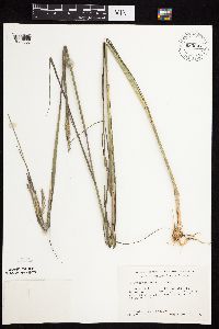 Andropogon gerardii image