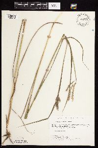 Andropogon gerardii image