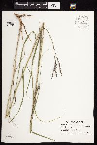 Andropogon gerardii image