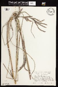 Andropogon gerardii image