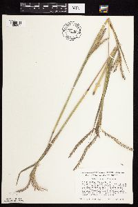 Andropogon gerardii image