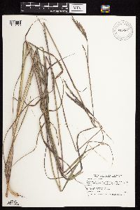 Andropogon gerardii image