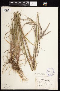 Andropogon gerardii image