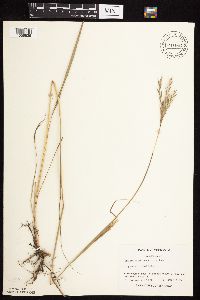 Andropogon gerardii image