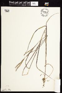 Andropogon gerardii image