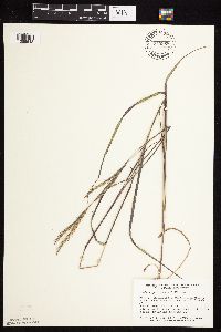 Andropogon gerardii image