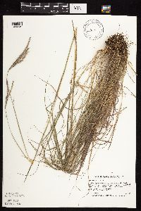 Andropogon gerardii image