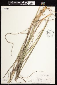 Andropogon gerardii image