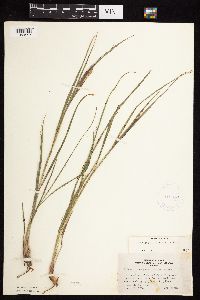 Andropogon gerardii image