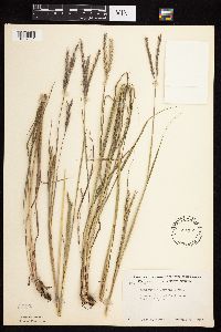Andropogon gerardii image