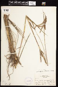 Andropogon gerardii image