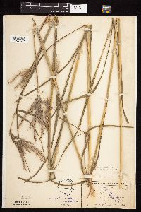 Andropogon gerardii image