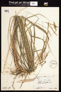 Andropogon gerardii image