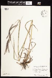 Andropogon gerardii image